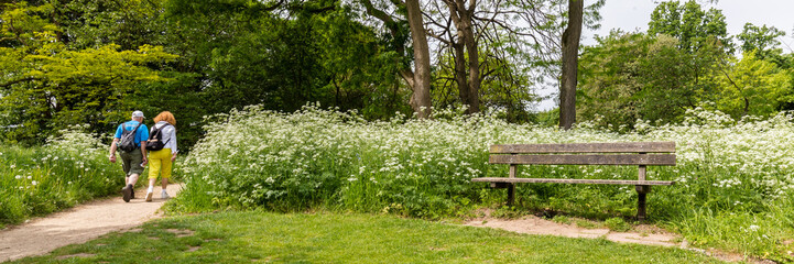 A bench in the park between blooming white flute herb