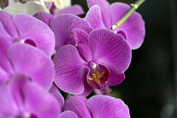 Fototapeta na wymiar Beautiful phalaenopsis