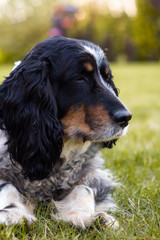 Spaniel Dog sleeping in the garden
