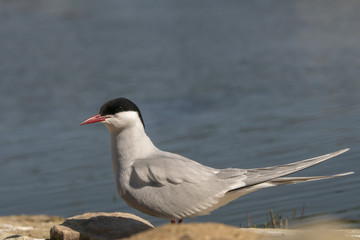 Arctic tern_
