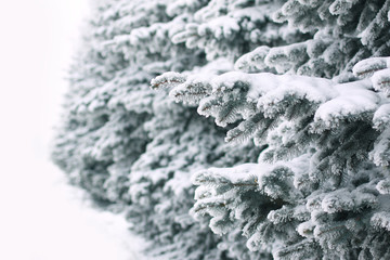 fluffy ate in the snow on a winter day