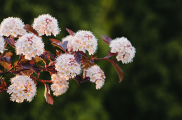 Flowers of ninebark in the garden against green background, Physocarpus