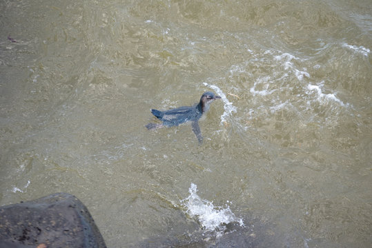 Zwergpinguin