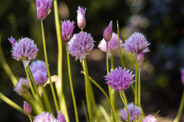 Obraz premium Purple Chives flowers in the garden, Allium schoenoprasum