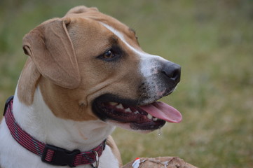 Our Dog the Dog