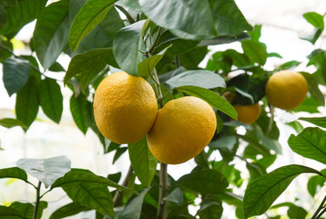 Yellow pomelo fruit on tree with green foliage