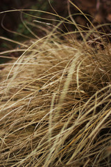 Käfer im Gras