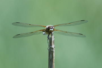 Four-spotted chaser (Libellula quadrimaculata)