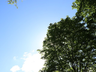 foliage of trees against the blue sky