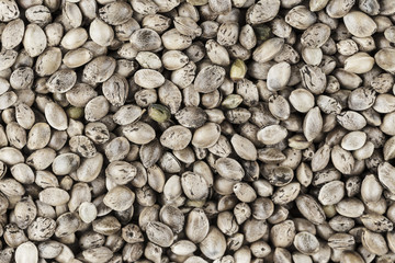 cannabis seeds close-up