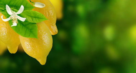lemon on branch in garden on green background