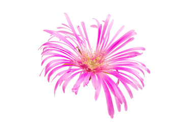 pink flower isolated