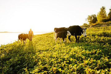 Shepherd at sunset cows grazes in a meadow