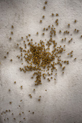 macro photo of baby spiders