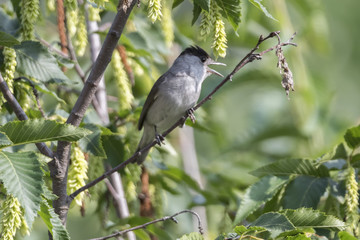 male blackcap on tree
