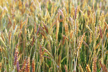 Ears of wheat field. Rural field landscape. Picturesque scenery. Rich harvest concept