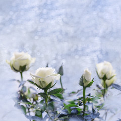 White roses on a blurry backdrop with light bokeh. Flowery post card for holiday and celebrations. Selective focus. Toned image with copy space.