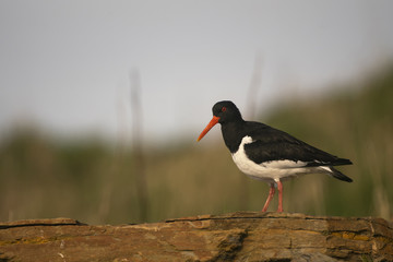 Oystercatcher_