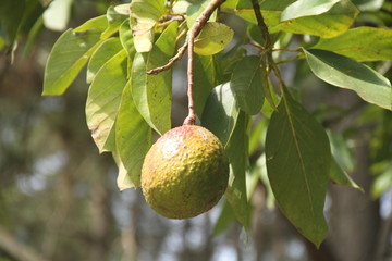 Avocado tree, Brazil