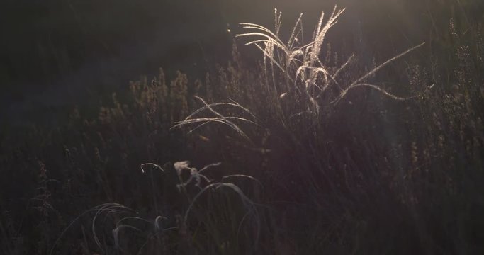 Feather grass waving in the wind