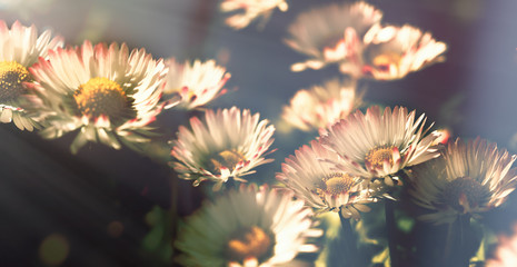 Daisy flower - daisy flowers lit by sunlight