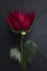 Abstract rose