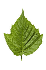 Raspberry leaves with drops of dew on white background