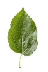 Fototapeta premium mulberry leaf isolated