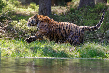 Tiger jagt am Flussufer