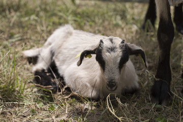 Nigerian Dwarf Baby Goat	