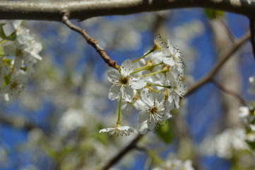 White Yard Flowers