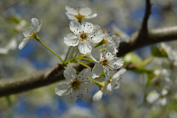 White Yard Flowers