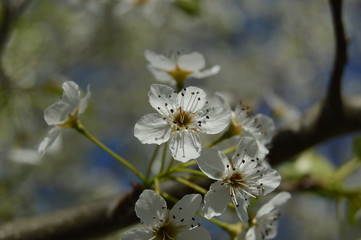 White Yard Flowers