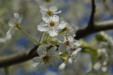 White Yard Flowers