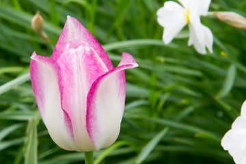 white and pink tulip in a spring garden