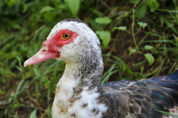 Crop close-up side view of bird on green blur background