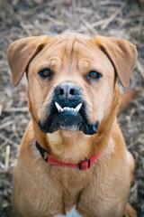 Boxer with an Underbite