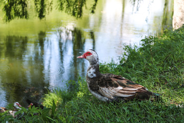 Side view of bird standing on grass near water