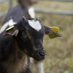 Blue eyed Nigerian Dwarf Goat