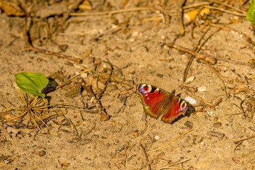 peacock butterfly on a way