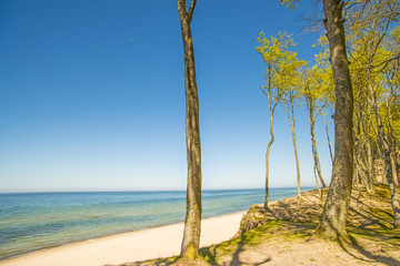 beach with trees and blue sky