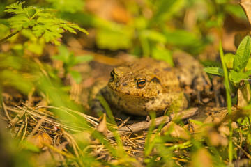 Common toad in Poland