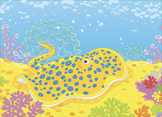 Blue-spotted stingray among corals on the bottom of a tropical sea, vector illustration in a cartoon style