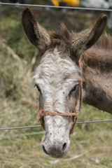 Fototapeta premium Portrait of a donkey