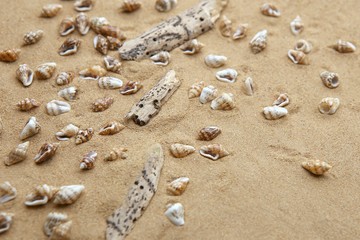 Beach sand with tiny sea shells, feather and driftwood background. Mini small shells, feather and drift wood on sand background.