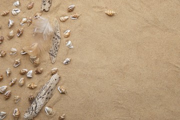 Beach sand with tiny sea shells, feather and driftwood background. Mini small shells, feather and drift wood on sand background with empty  place.