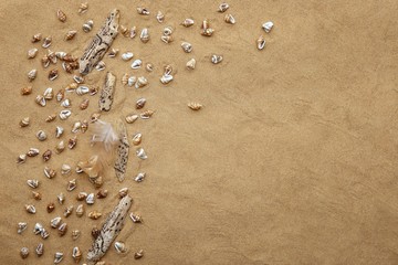 Beach sand with tiny sea shells, feather and driftwood background. Mini small shells, feather and drift wood on sand background with empty  place.