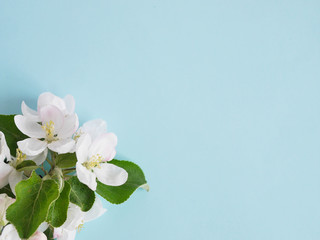  Flowers of an apple tree on a  turquoise, blue background, top view, flat lay. concept spring, summer, Mother's Day holiday, March 8. 