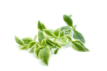 Eiskraut  isoliert freigestellt auf weißen Hintergrund, Freisteller