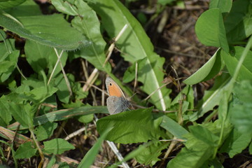 Farfalla , Butterfly